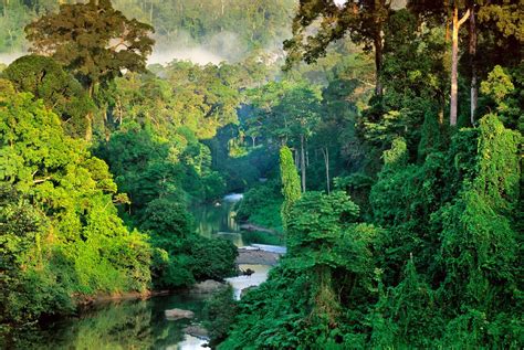 borneo rainforest pics