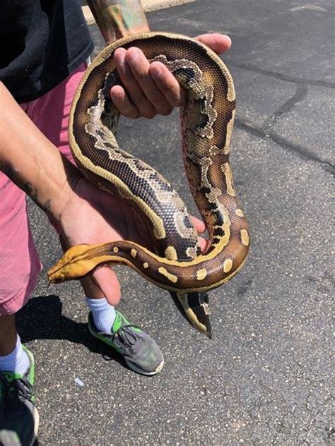 borneo short tail python for sale