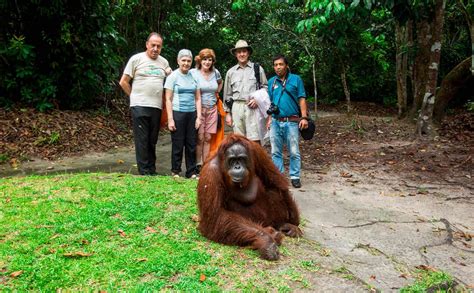 borneo tours orangutan