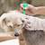 borreliose impfung hund kosten