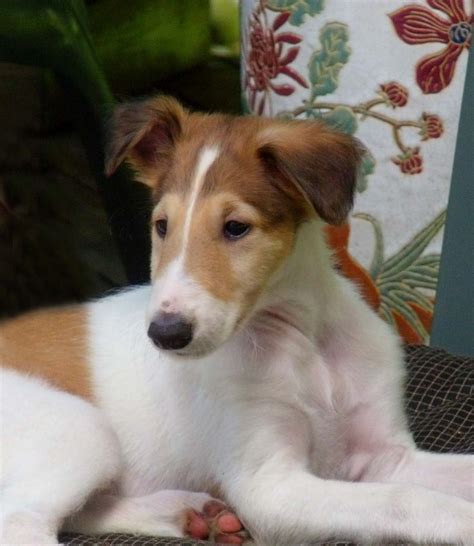 borzoi dog for sale