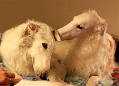 borzoi dog names