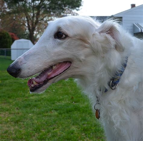 borzoi dogs for sale