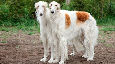 borzoi pronounce