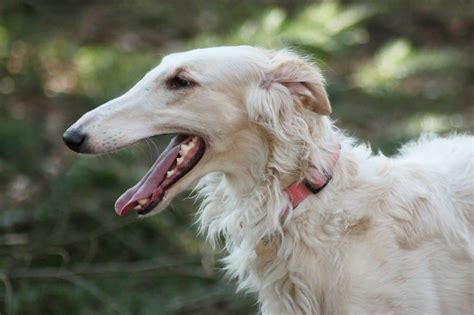 borzoi pronunciation