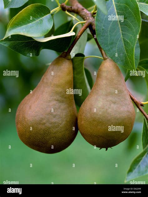 Bosc Pear Tree From Seed
