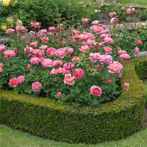 Boscobel Rose: Unveiling Nature's Rare Beauty