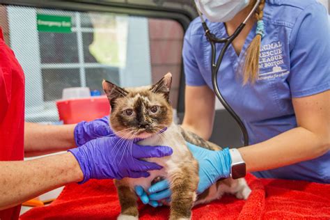 boston animal shelters cat adoption