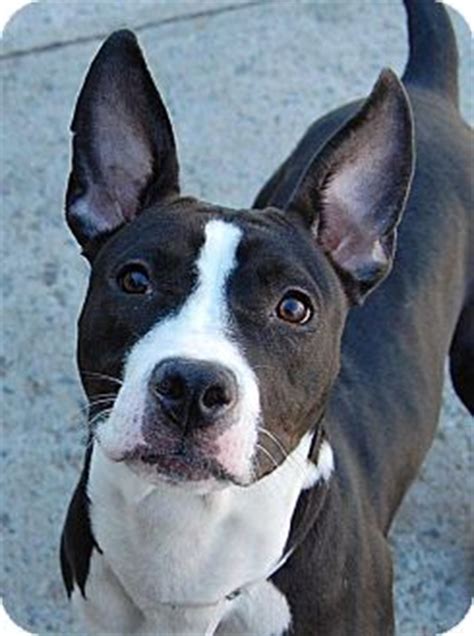 boston terrier and pit bull mix