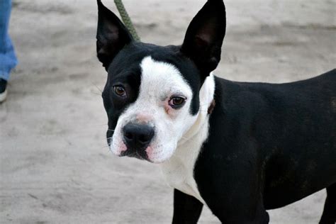 boston terrier pit bull mix