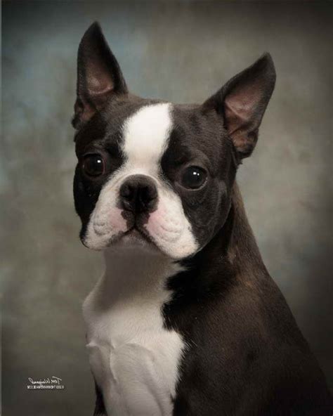 boston terriers for sale near me