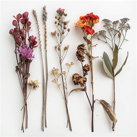 Botanical Artworks