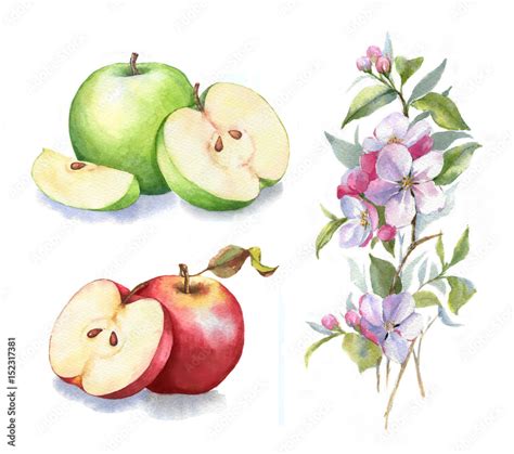 botanical drawing apple