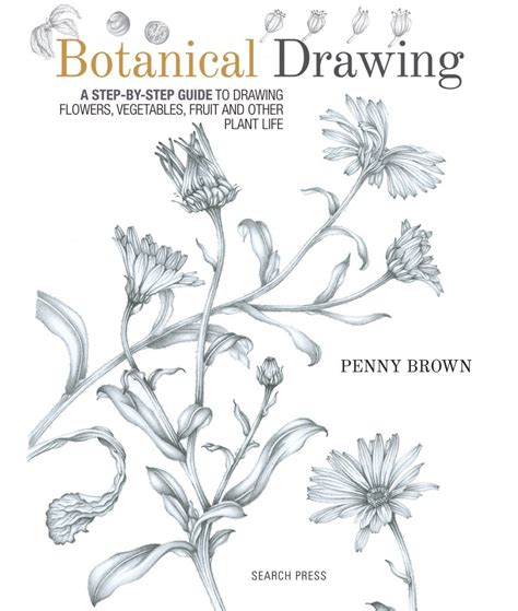 botanical drawing easy