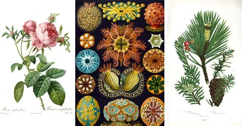 botanical illustration database