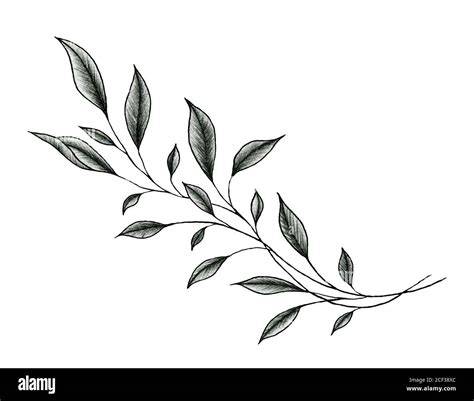 11 Free Tropical Leaves Drawings!