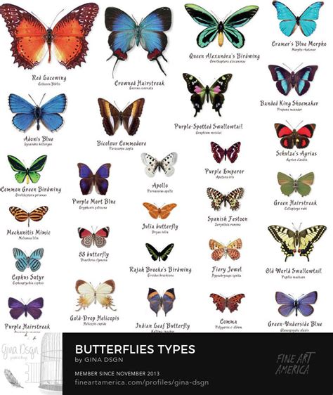botanical name of butterfly
