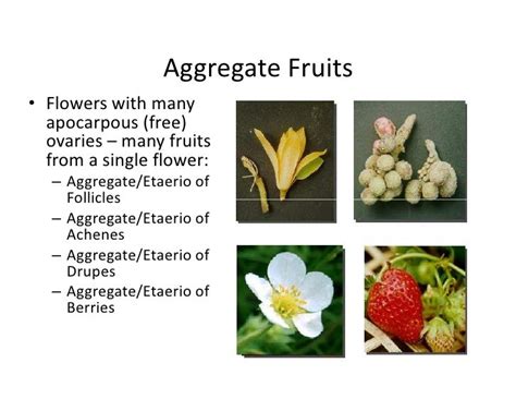 Botany Aggregate Fruit Definition