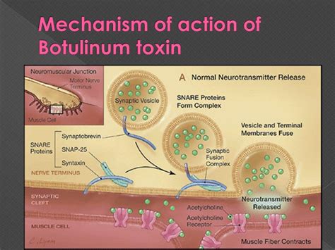 botox mechanism