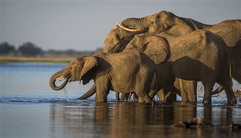 botswana elephant population