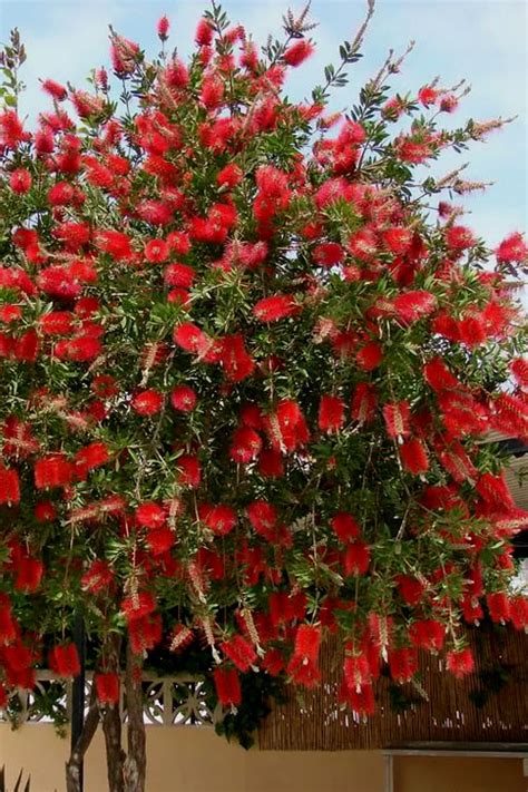 Bottle Brush Red Cluster