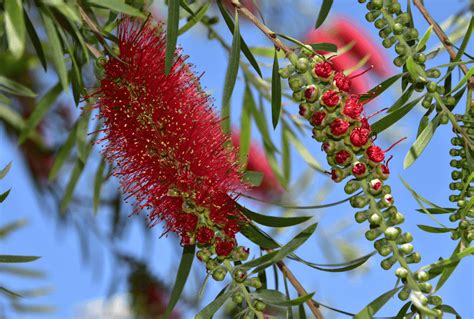 Bottle Brush Tree Facts