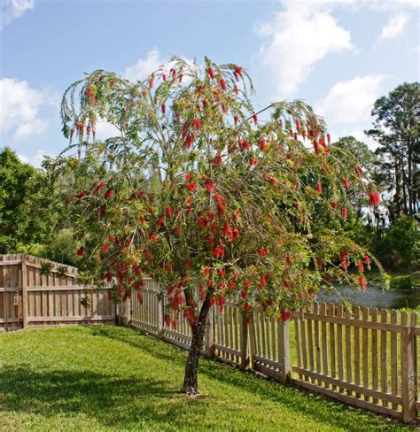 Bottle Brush Tree Florida