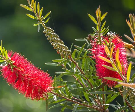 Bottle Brush Tree Or Shrub