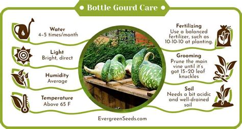 bottle gourd life cycle