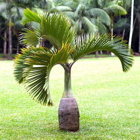 Bottle Palm Cost