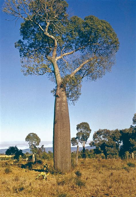 Bottle Tree Australian