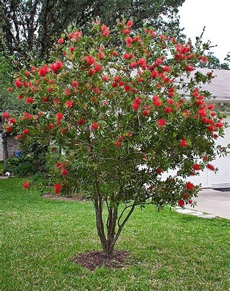 Bottlebrush Red Cluster