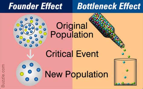 Bottleneck Effect Vs Founder Effect Quizlet
