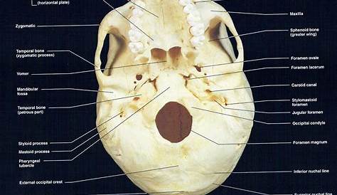 Inferior view of human skull anatomy with annotations Poster Print by