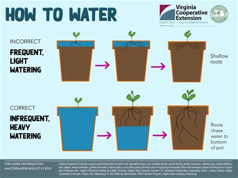 How to bottom water plants to protect foliage and prevent gnats!