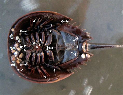 bottom of a horseshoe crab