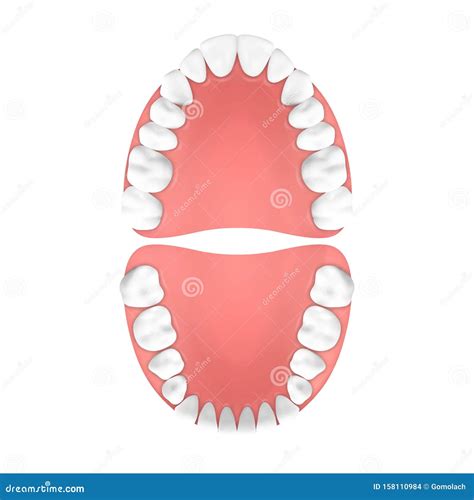 Bottom Teeth Top View