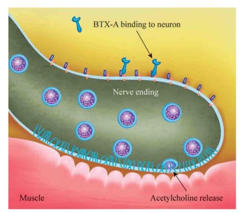 botulinum toxin binds to receptors present