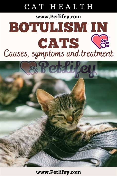 botulism in cats treatment