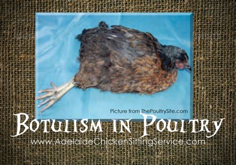 botulism in chickens treatment