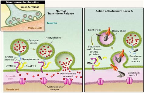botulism mechanism of action