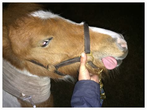 botulism symptoms in horses