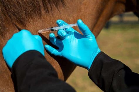 botulism vaccine for horse