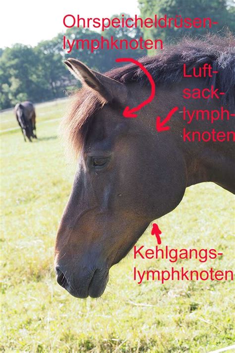 botulismus symptome pferd