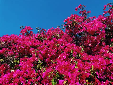 Bougainvillier photo et image special, animations photographiques