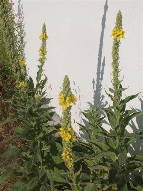 Bouillon Blanc Cueillette