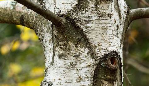 bouleau noir le bouleau gris (Betula populifolia) aussi