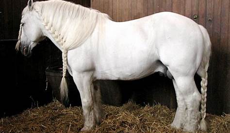 Boulonnais Stallion 5 years 17,32 hh GrayDapple