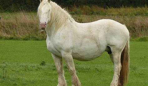 Boulonnais Draft Horse Also Known As The "White Marble ", Is A