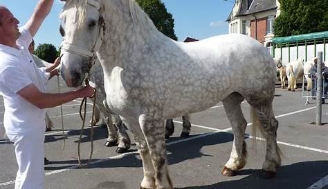 Boulonnais Stallion 5 years 17,32 hh GrayDapple